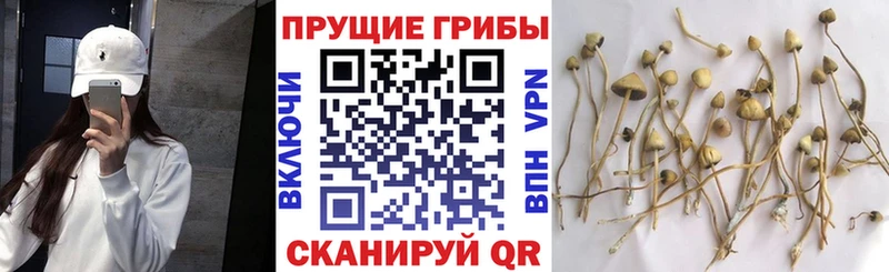 Псилоцибиновые грибы мухоморы  Сенгилей 